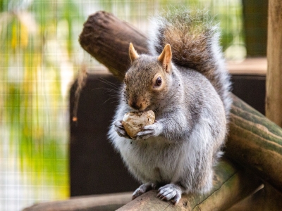 Grey squirrel - De Zonnegloed - Animal park - Animal refuge centre 